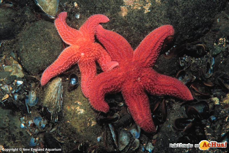 Sea Stars